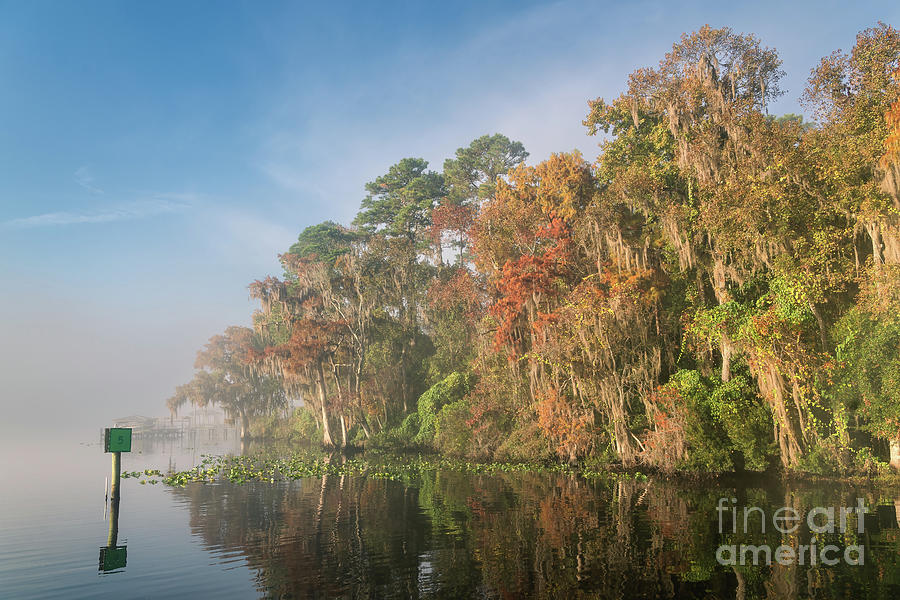 Fall Tree Color 2 St. Johns River Photograph by Maria Struss Photography