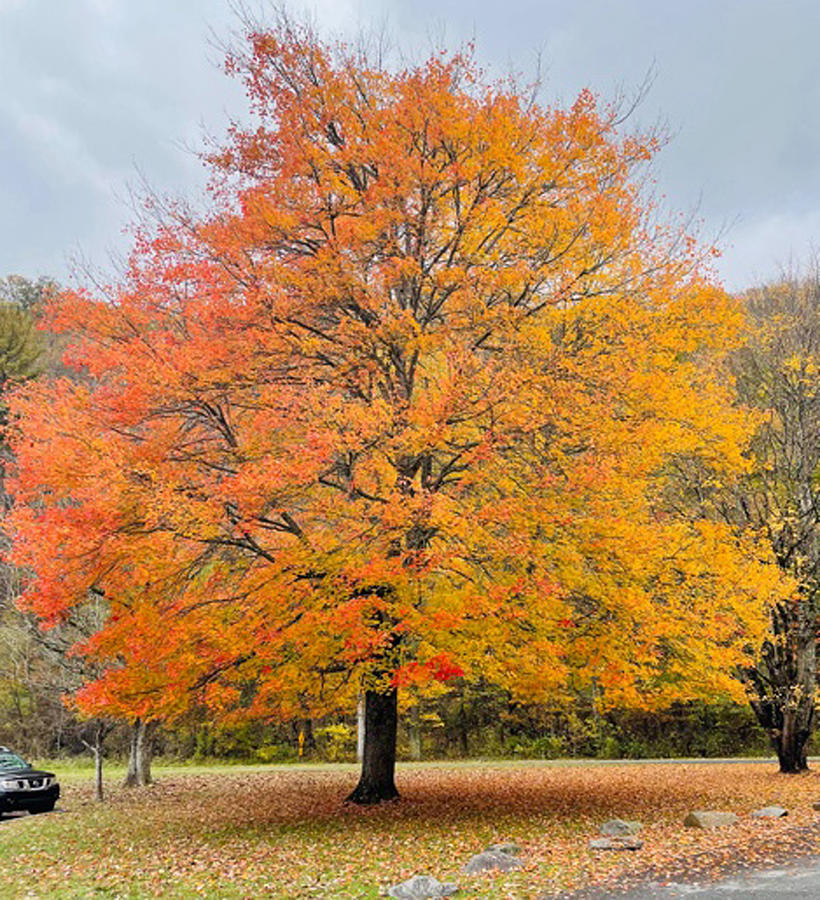 Fall Tree In The Great Smokey Mountains. Tennessee Usa Photograph by June Pauline Zent