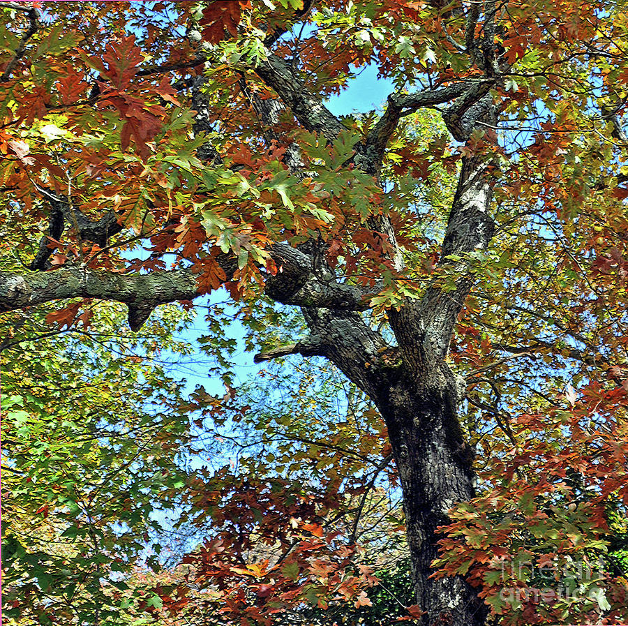Fall Tree Photograph by Lydia Holly