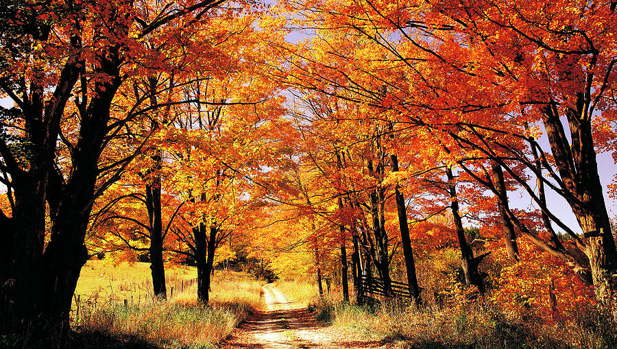Fall Trees and Lane Photograph by John Bartosik