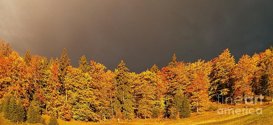 Fall Trees Before Rain Photograph by Amalia Suruceanu