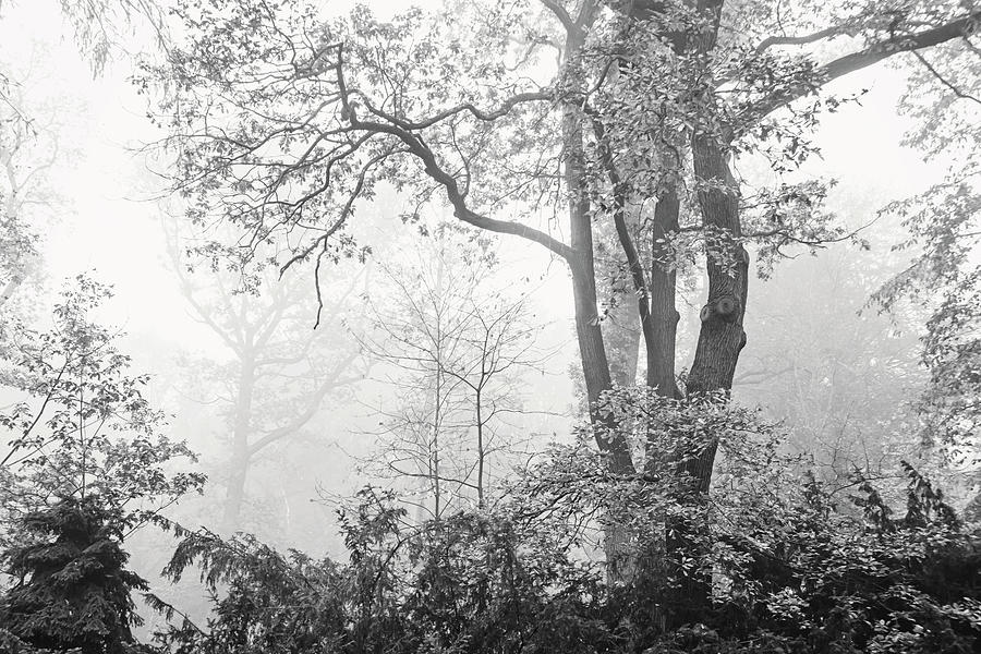Fall Trees Frame Photograph by Jenny Rainbow