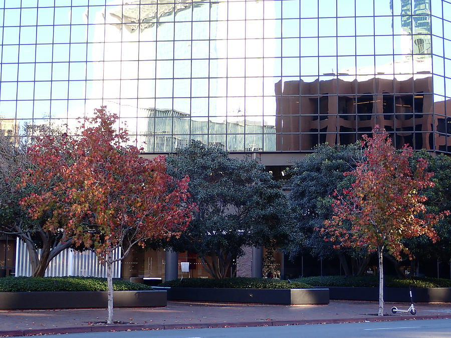 Fall Trees In The City Photograph