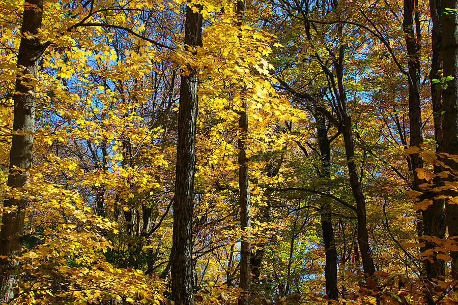 Fall Trees Photograph