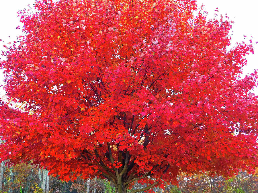 Fall Trees Photograph by Jerry O'Rourke - Fine Art America