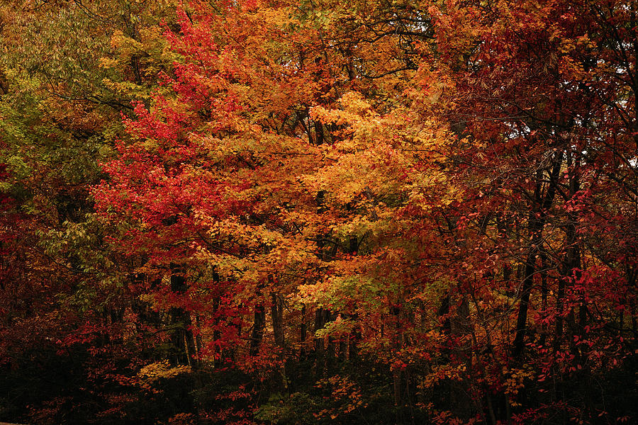 Fall Trees on the Blue Ridge Parkway Photograph by Joni Eskridge