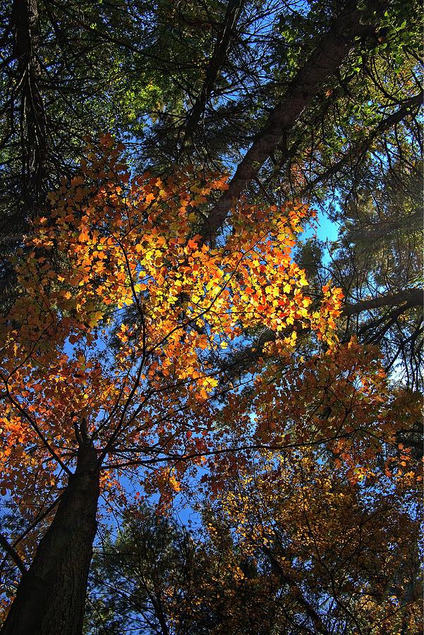 Fall Trees, UW Arboretum, Madison, WI 2 Photograph by Steven Ralser