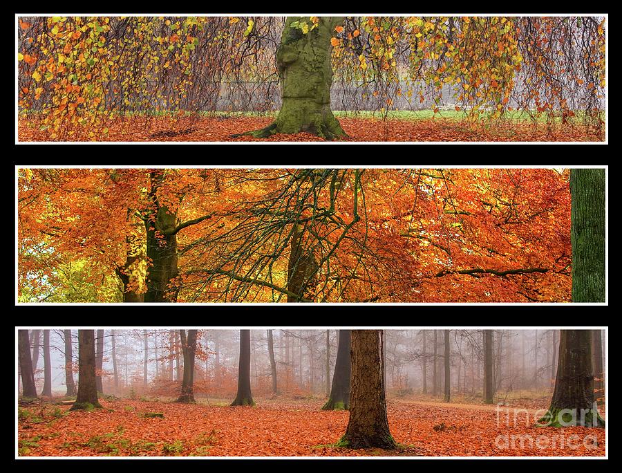 Fall triptych Photograph by Patricia Hofmeester