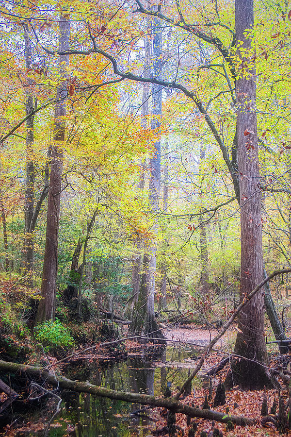 Fall View of Indian Creek - Croatan National Forest Photograph by Bob Decker