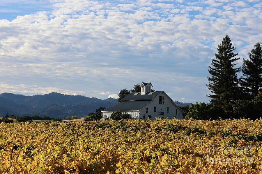 Fall Vineyard 1 Photograph by Curt Brashear Fall Vineyard 1 Photograph by Curt Brashear