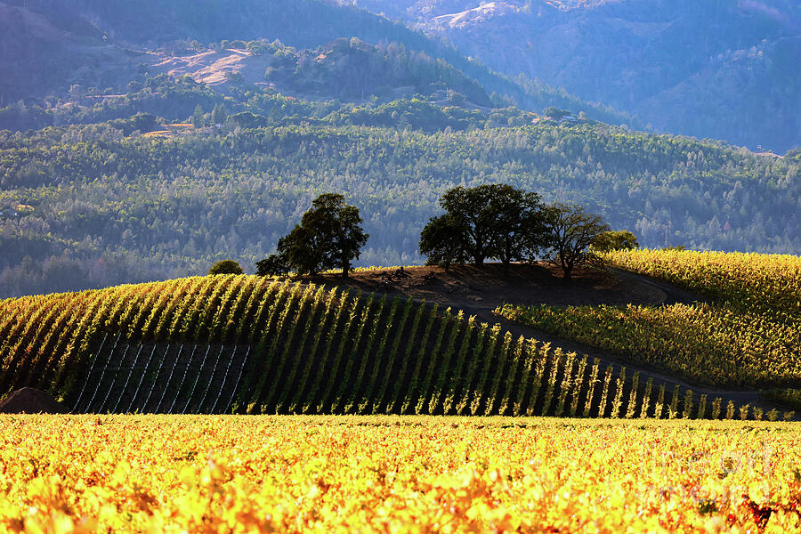 Fall Vineyard 4 Photograph by Curt Brashear Fall Vineyard 4 Photograph by Curt Brashear