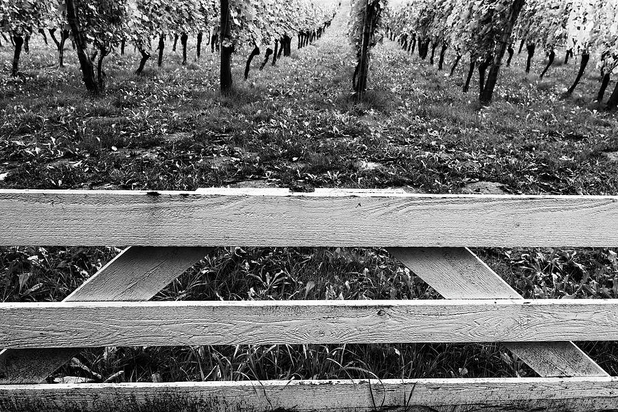 Fall Vineyard In Black And White Photograph