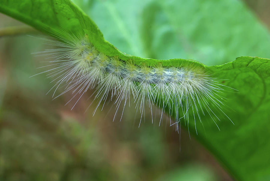 Fall Webworm Caterpillar - 5616 Photograph by Jerry Owens