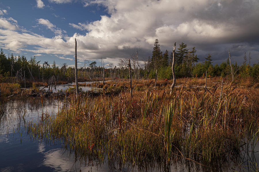 Fall Wetland Photograph by Irwin Barrett