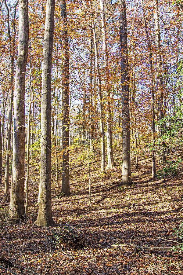 Fall Woodlands and Medoc Mountain State Park Photograph by Bob Decker