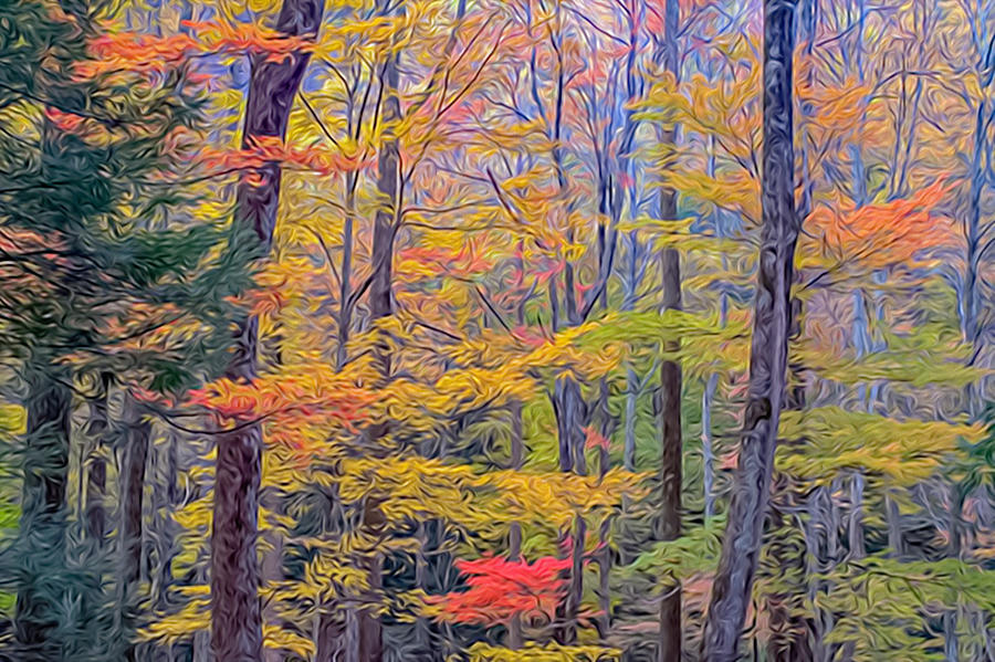 Fall Woods OP Photograph by Jim Dollar