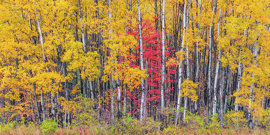 Fall Woods Panorama Photograph by Alan L Graham