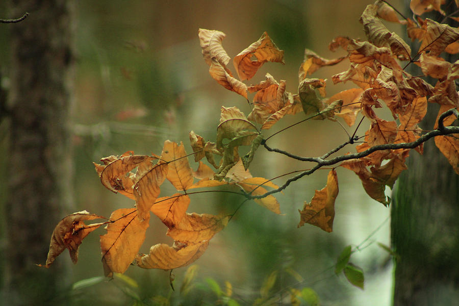 Fall2 Photograph by Cassandra Roe - Fine Art America
