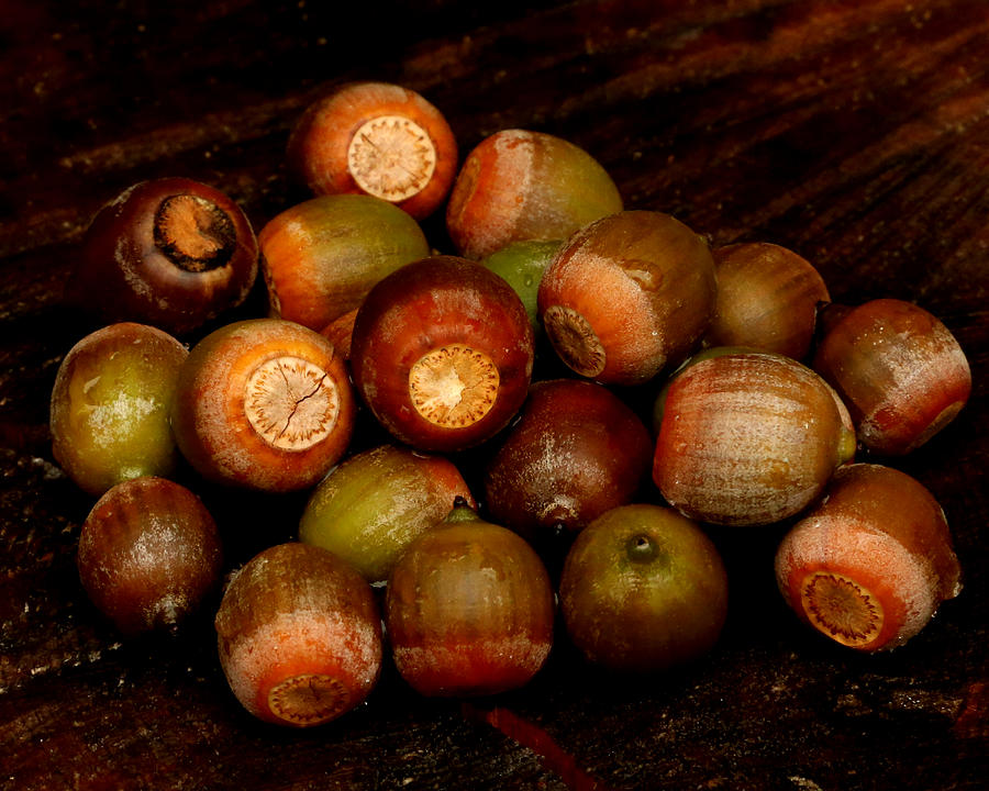 Fallen Acorns Photograph by Joseph Cantor - Fine Art America