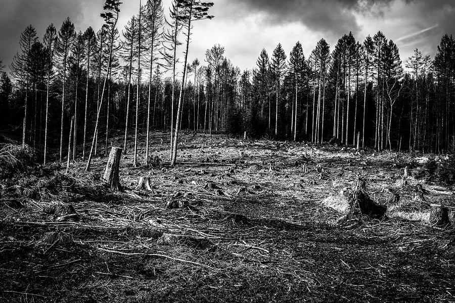 Fallen And Broken Trees After Storm Victoria February 2020 Mhne Forest ...