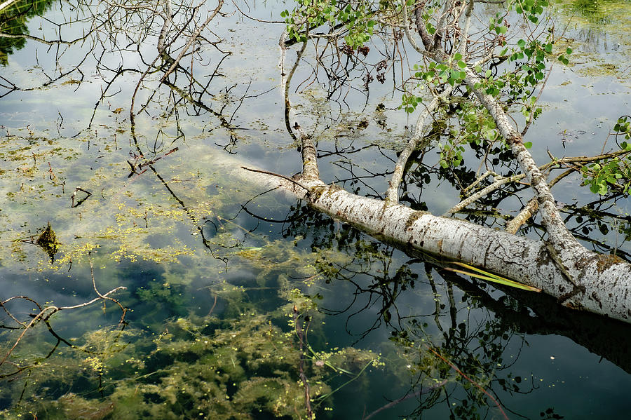 Fallen Aspen Branch in Pond Photograph by Bonnie Colgan