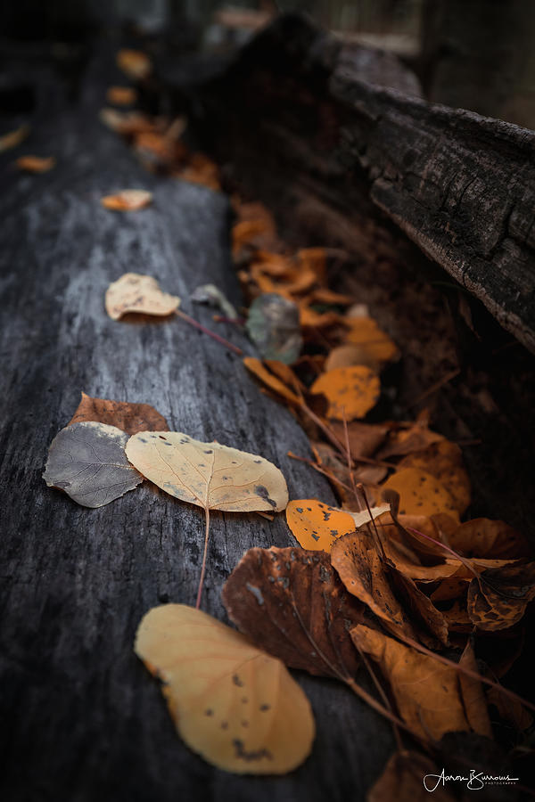 Fallen Autumn Photograph by Aaron Burrows