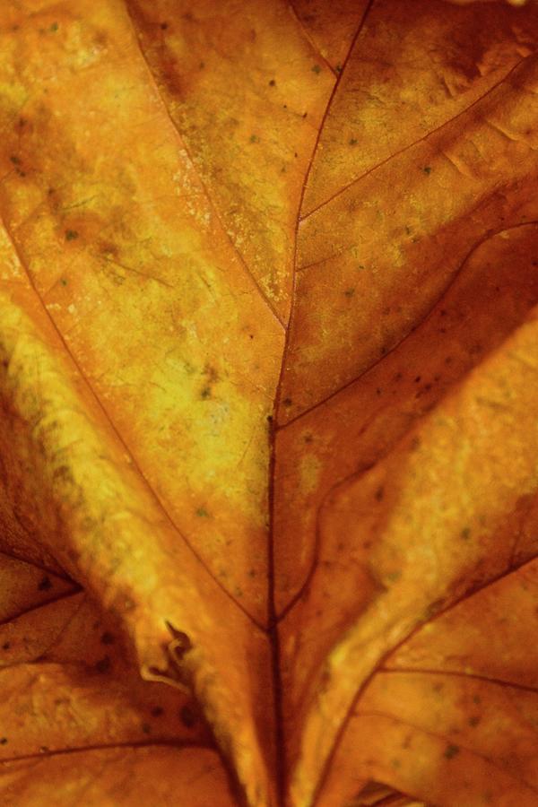 Fallen Autumn Leaf  Photograph by Blair Seitz