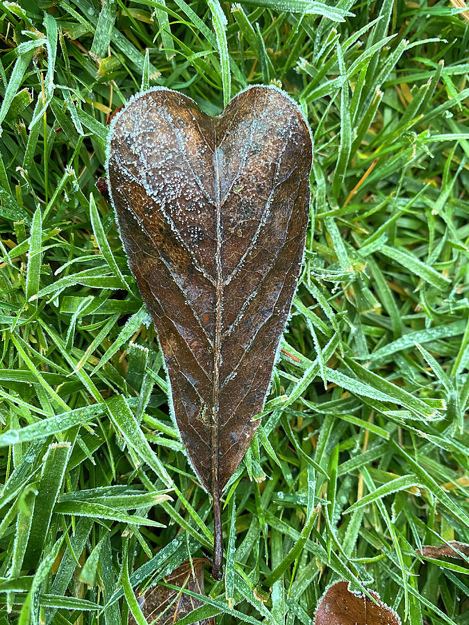 Heart Shaped Autumn Leaf With Frost Photograph by Deborah League