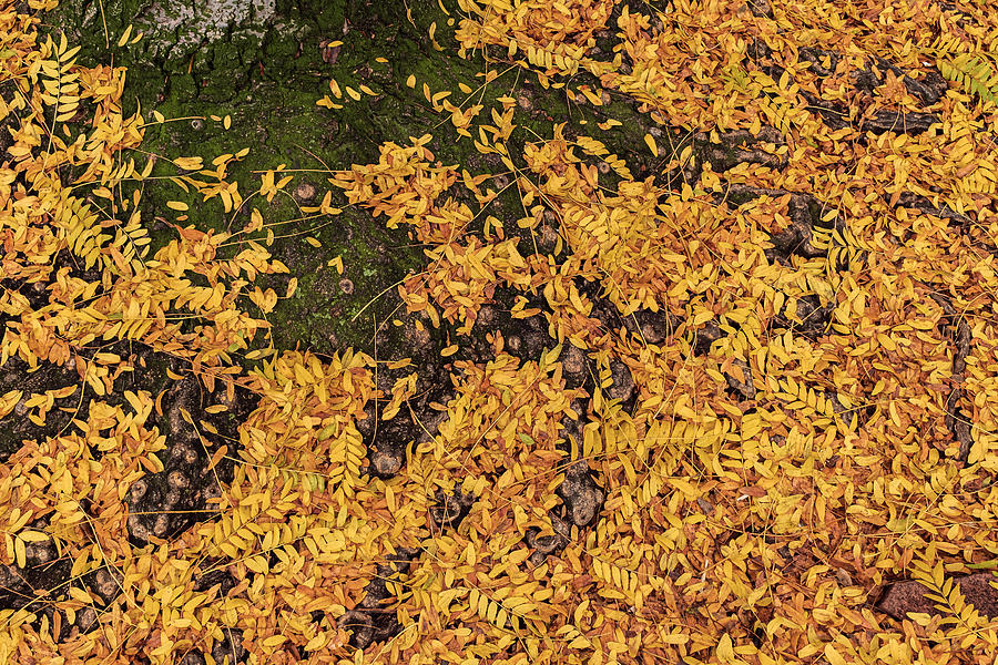 Fallen Autumn Leaves #2 Photograph by Stuart Litoff