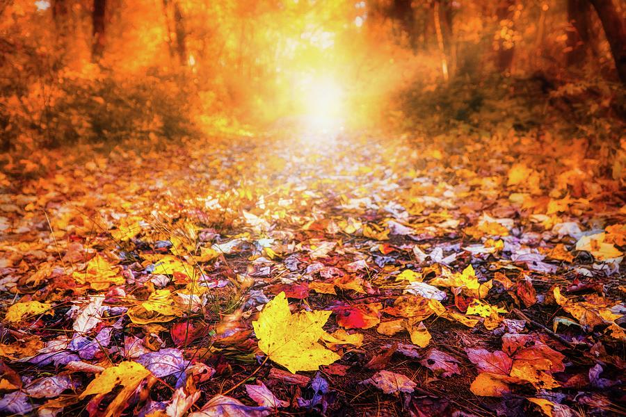 Fallen Autumn leaves Photograph by Lilia S