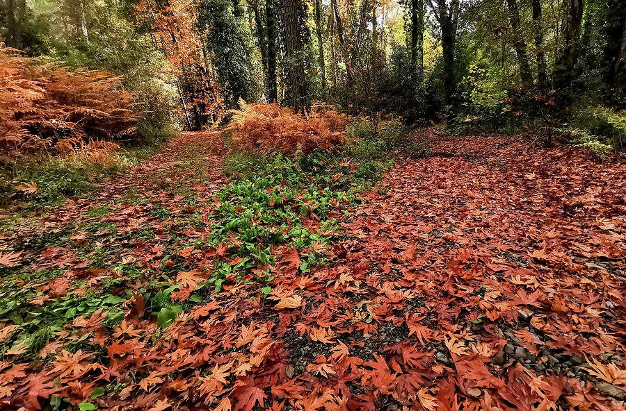 Fallen autumn leaves on grass in a forest. dry seasonal leaves foliage in the ground Photograph by Michalakis Ppalis