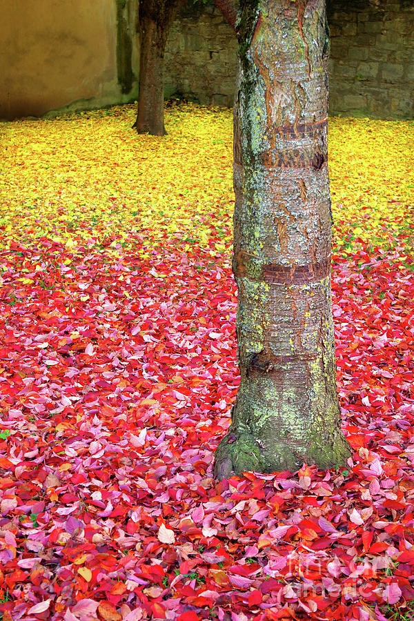 Fall Photograph - Fallen Autumn Leaves, Rothenburg Ob Der Tauber by Douglas Taylor