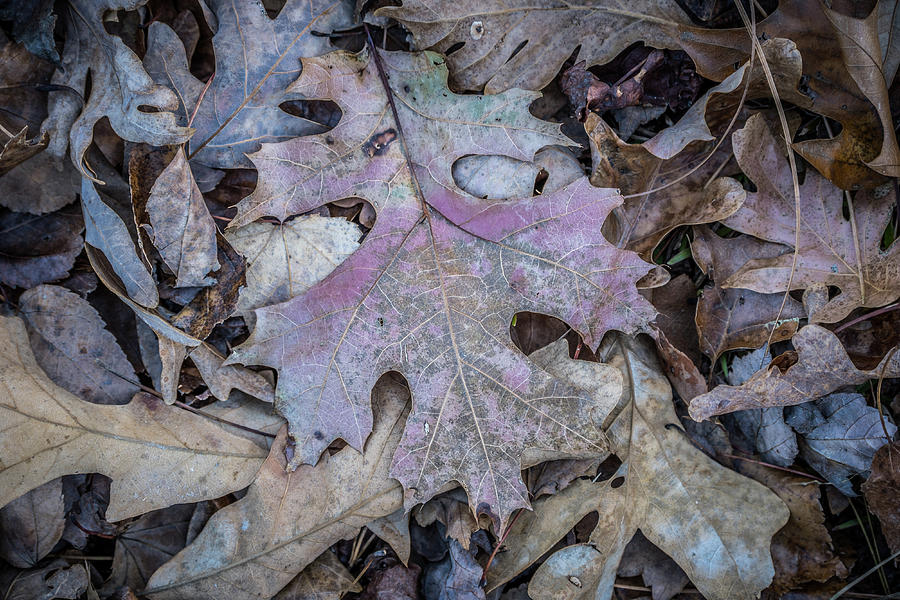Fallen Autumn Leaves Photograph