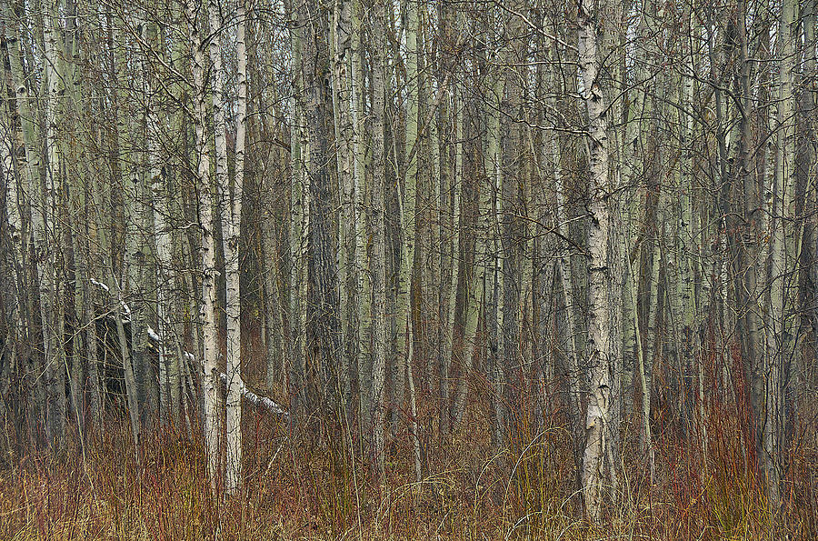 Fallen Birch Photograph by David Kleinsasser