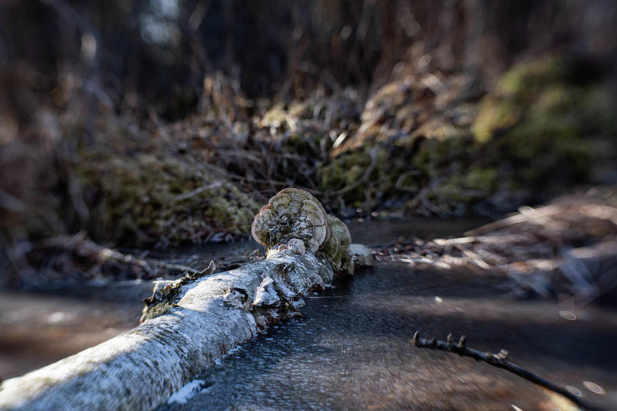 Fallen Bog Log Photograph by Kimberly Mackowski