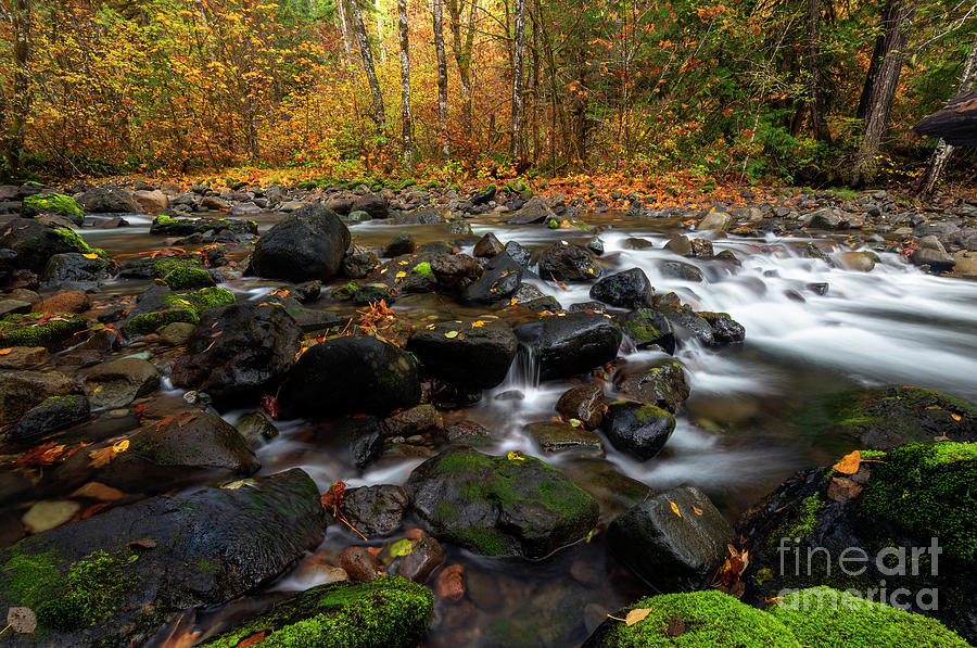 Fall Photograph - Fallen by the Way by Michael Dawson