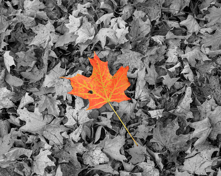 Fallen Color Photograph by Dale R Carlson