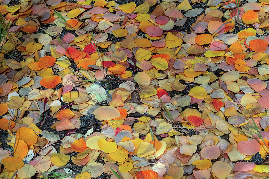 Fallen Colorful Autumn Aspen Leaves Photograph by James BO Insogna