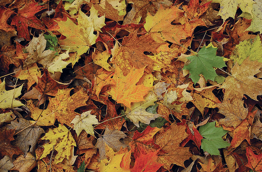 Fallen Fall Foliage Photograph by Carrie Ann Grippo-Pike