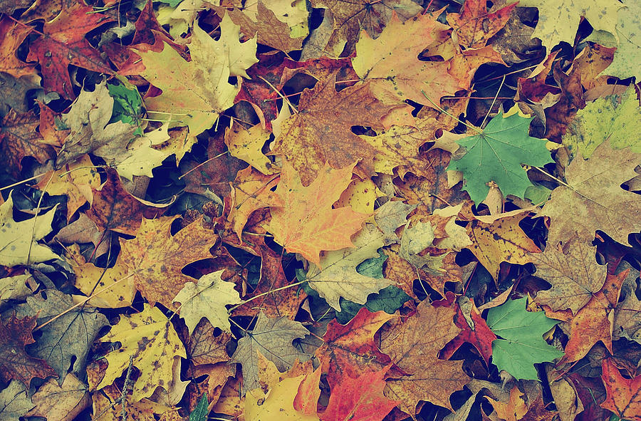 Fallen Fall Foliage Version II Photograph by Carrie Ann Grippo-Pike