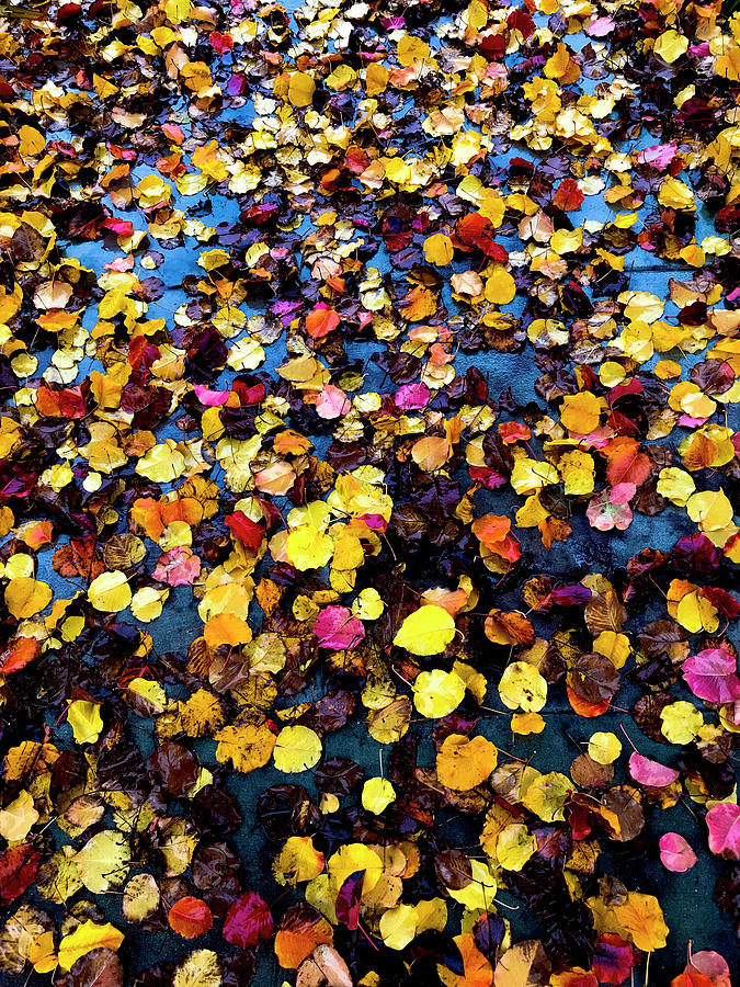 Fall Photograph - Fallen Fall Leaves by Her Arts Desire
