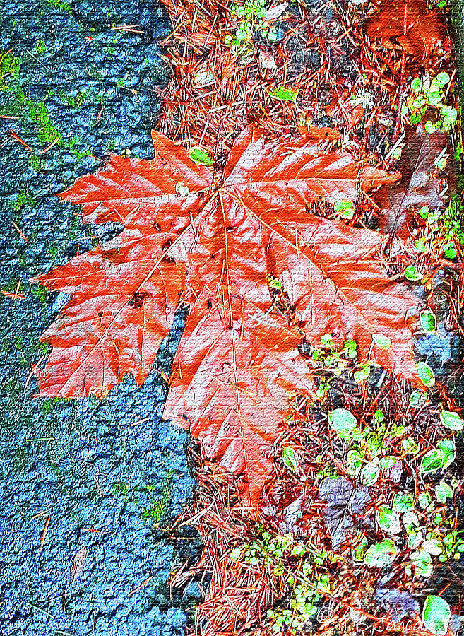 Fallen Fall Maple Leaf Digital Art by Tom Janca