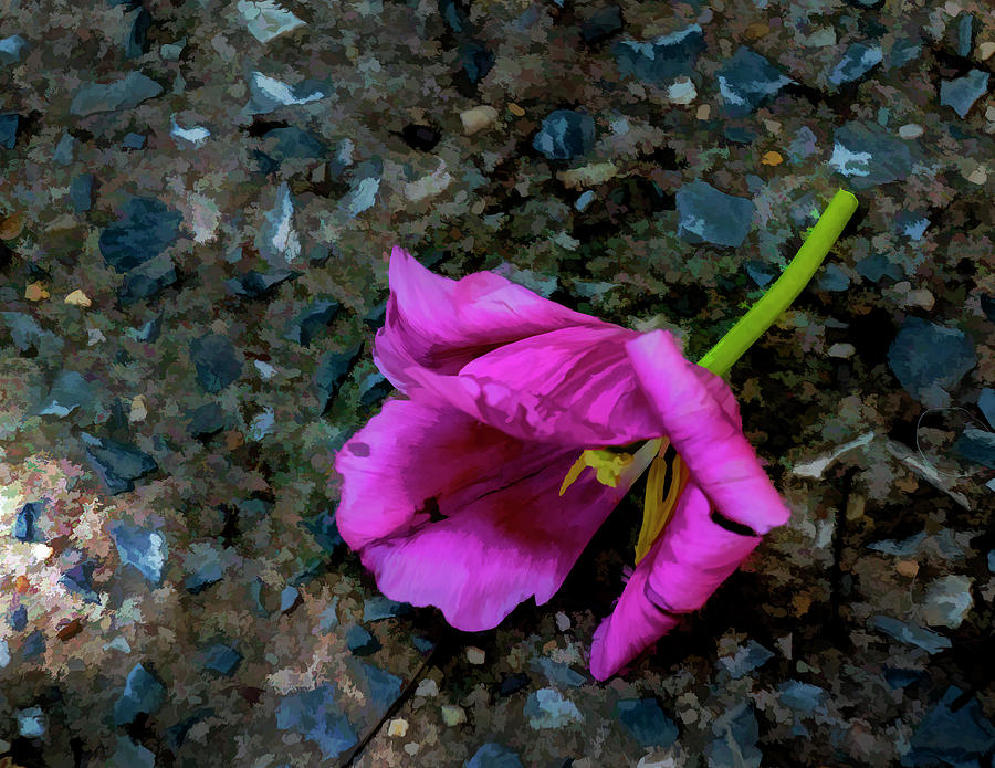Fallen Flower Photograph