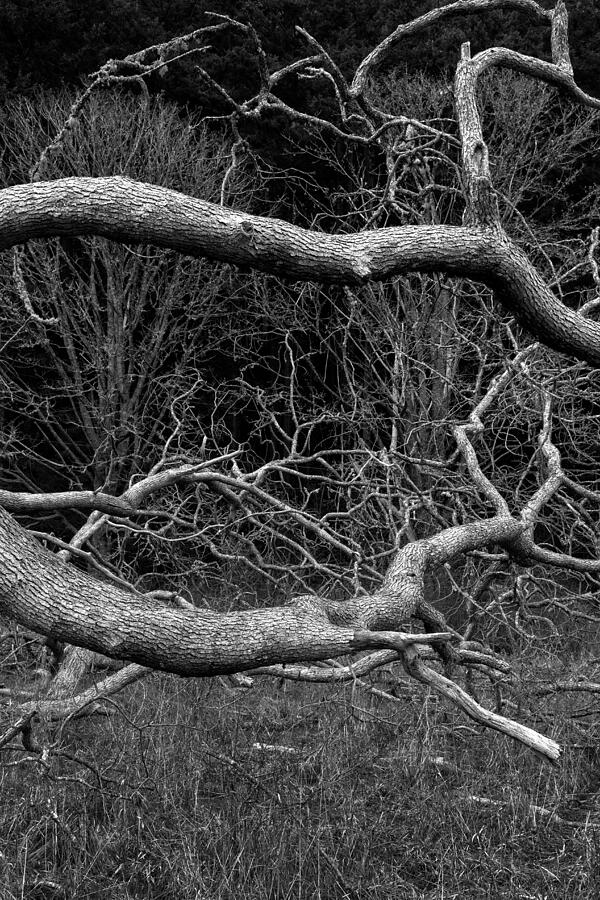 Fallen Garry Oak Quercus garryana Photograph by Michael Russell
