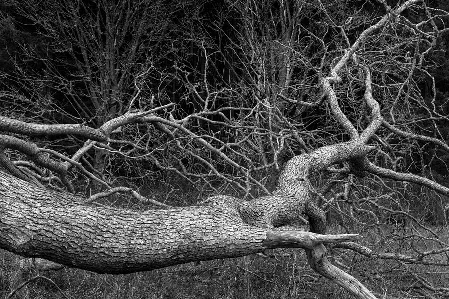 Fallen Garry Oak Tree Photograph by Michael Russell
