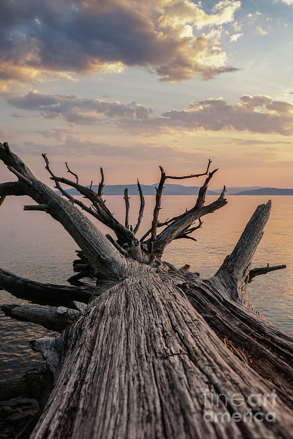 Summer Photograph - Fallen Giant at Flathead Lake by Nancy Gleason