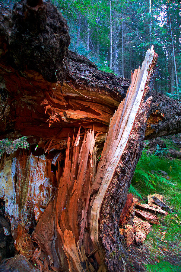 Fallen Giant Photograph By Rudolf Volkmann Pixels