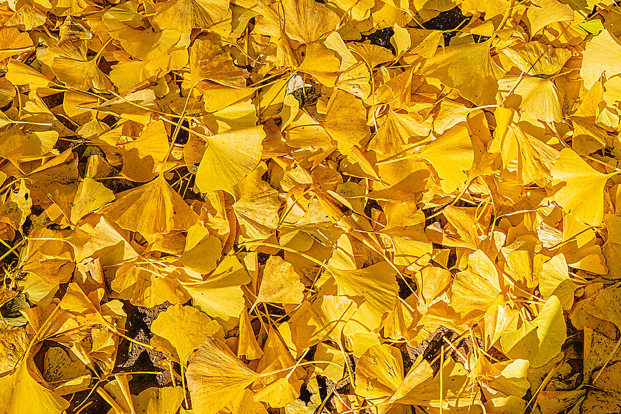 Fallen Ginkgo Leaves in Autumn Photograph by Stuart Litoff
