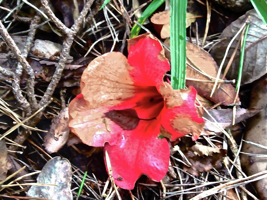 Fallen Hibiscus Photograph by Stephanie Moore