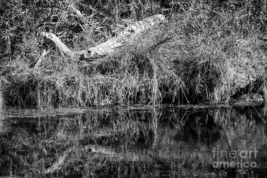 Fallen Hill Country Tree Trunk and Reflection 2 Photograph by Bob Phillips